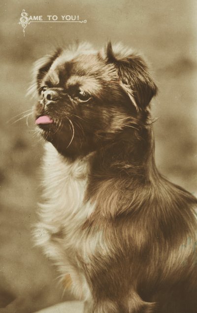 Cane che tira fuori la lingua da English Photographer