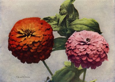 Zinnie doppie (foto a colori) da English Photographer
