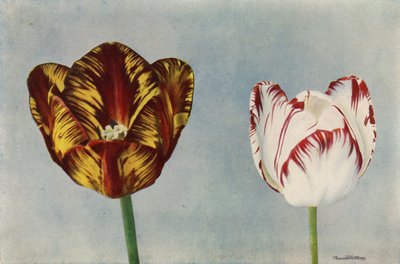 Il dottor Hardy e la signora Collier (foto a colori) da English Photographer
