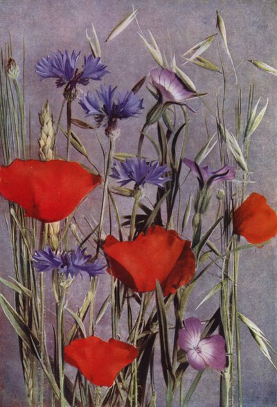 Fiori del campo di grano da English Photographer