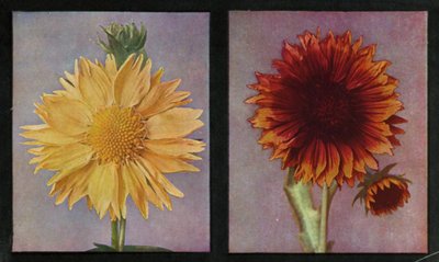 Gaillardie, Estate e Re di Kelway da English Photographer