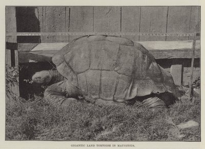 Gigantesca tartaruga terrestre a Mauritius da English Photographer