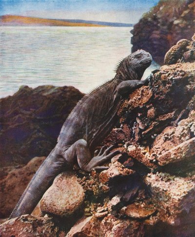 Grande iguana marina su una delle Isole Galapagos da English Photographer
