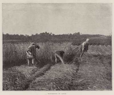 Raccolta in Giappone da English Photographer