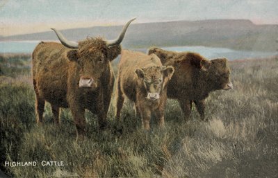 Bovini delle Highlands (foto) da English Photographer