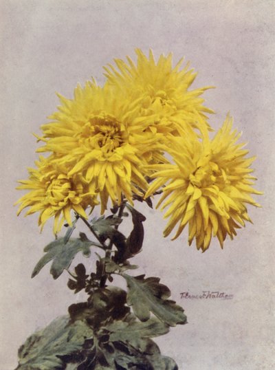 Horace Martin (foto a colori) da English Photographer