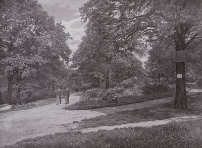 Nel Bosco della Regina, Highgate da English Photographer