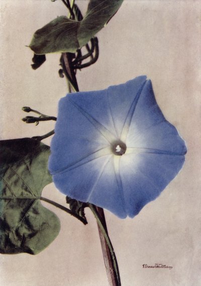 Ipomoea Rubro-Coerulea (foto a colori) da English Photographer