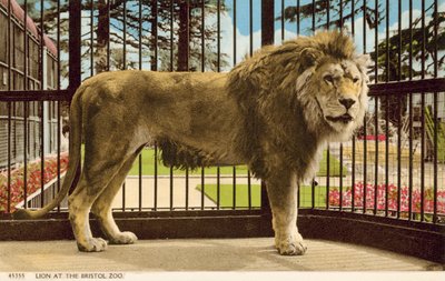Leone allo Zoo di Bristol da English Photographer
