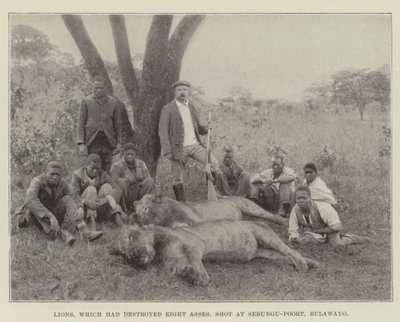 Leoni, che avevano distrutto otto asini, uccisi a Sebungu-Poort, Bulawayo da English Photographer