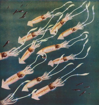 Calamari o seppie luminosi nel Mare del Giappone da English Photographer