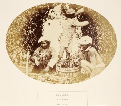 Mallees (giardinieri), indù, Madras, da The People of India, di J. Forbes Watson, pubblicato 1868 (albumen print) da English Photographer