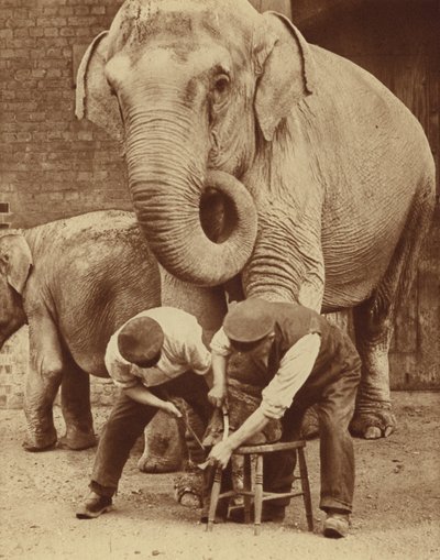Manicure al salone di bellezza dello Zoo (foto b/n) da English Photographer