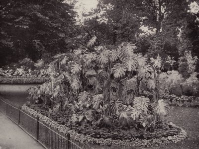 Monstera Deliciosa nel Battersea Park da English Photographer