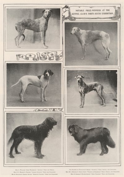 Vincitori notevoli alla quarantaseiesima esposizione del Kennel Club da English Photographer