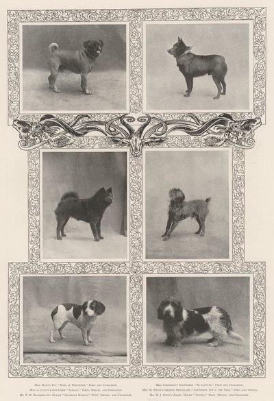 Vincitori notevoli alla quarantaseiesima esposizione del Kennel Club da English Photographer