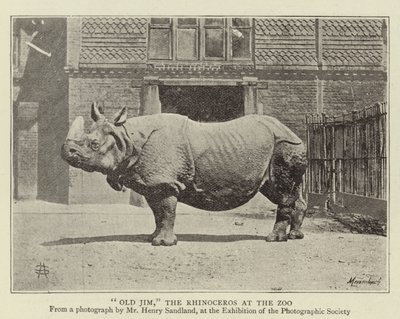 Vecchio Jim, il rinoceronte allo zoo da English Photographer