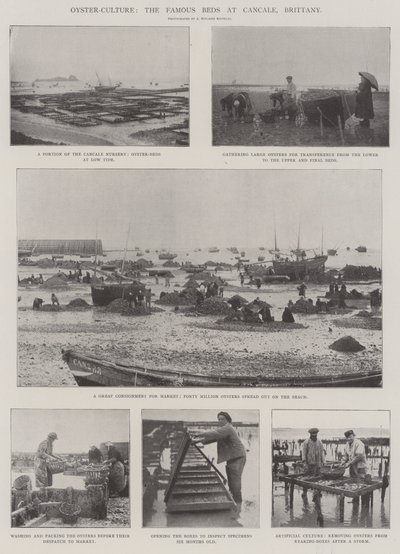 Coltura delle ostriche, i famosi letti a Cancale, Bretagna da English Photographer