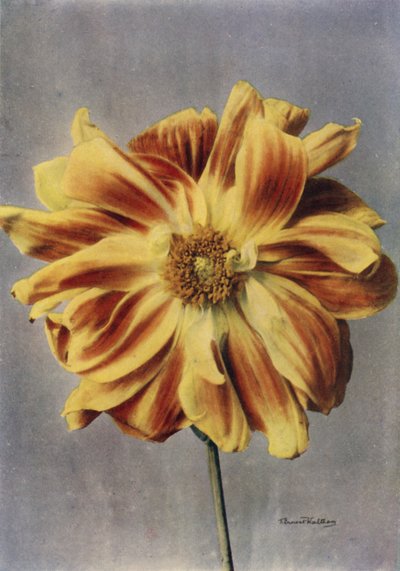 Dalia a fiore di papavero, La Geisha (foto a colori) da English Photographer