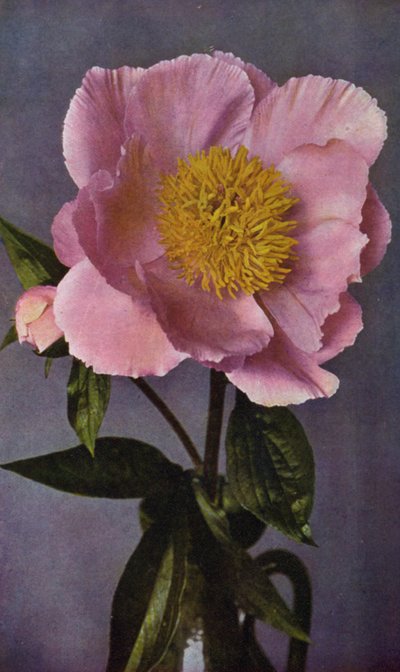 Peonia, Orgoglio di Langport di Kelway da English Photographer