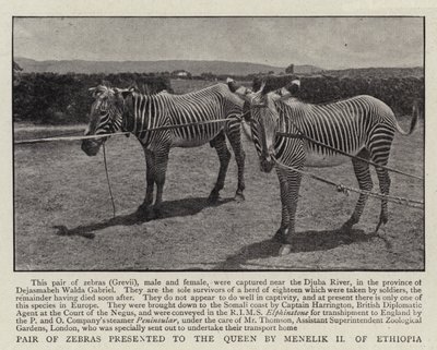 Coppia di zebre presentate alla regina da Menelik II d