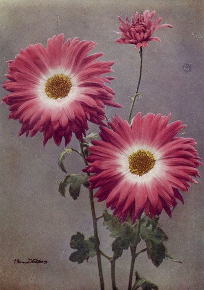 Percy Arnold (foto a colori) da English Photographer