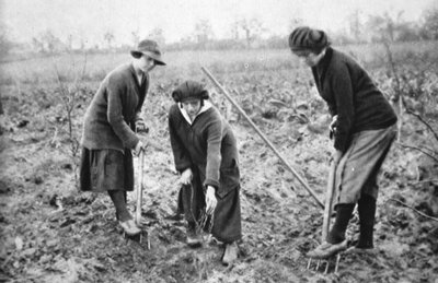 Piacevole, redditizio, patriottico: in una fattoria di frutta a Letchmore Heath, vicino a St. Albans, da The Illustrated War News, 2 agosto 1916 da English Photographer