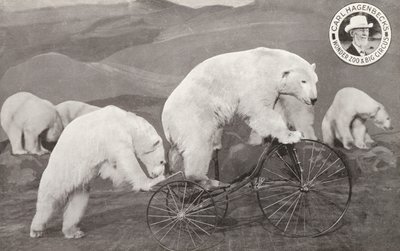 Orso polare che guida un triciclo, Wonder Zoo e Grande Circo di Carl Hagenbeck, Olympia, Londra da English Photographer