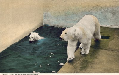 Orsi polari, Zoo di Bristol (foto) da English Photographer