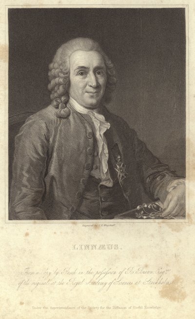 Ritratto di Carl Linnaeus da English Photographer