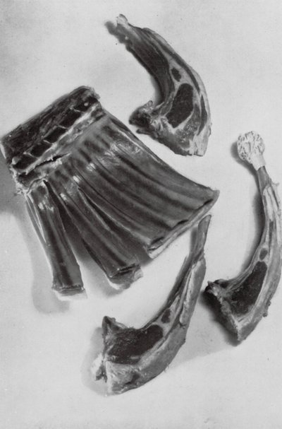 Preparare costolette di agnello da English Photographer