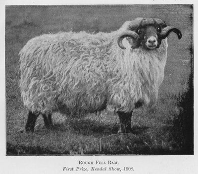 Ariete Rough Fell, primo premio, Kendal Show da English Photographer