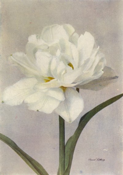 Schoonoord (foto a colori) da English Photographer