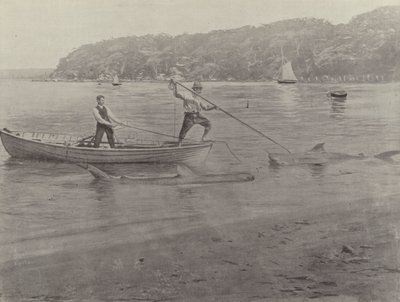 Pesca allo squalo, Chowder Bay da English Photographer