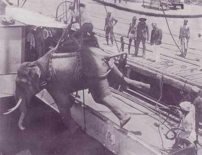Imbarco di un Elefante, Rangoon da English Photographer