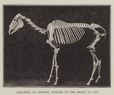 Scheletro di Hermit, vincitore del Derby nel 1867 da English Photographer