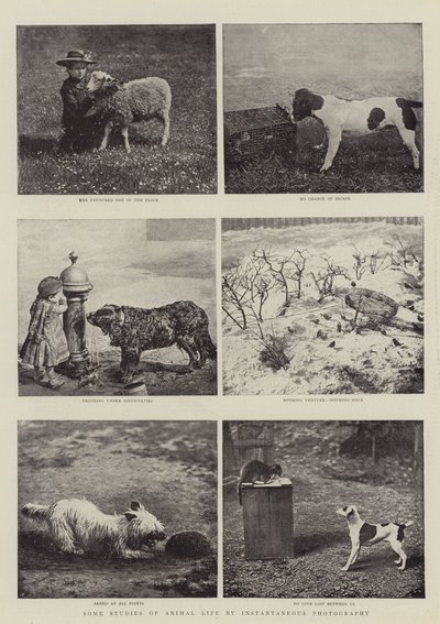 Alcuni Studi di Vita Animale con Fotografia Istantanea da English Photographer