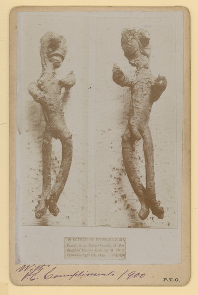 Specimen di rafano da English Photographer