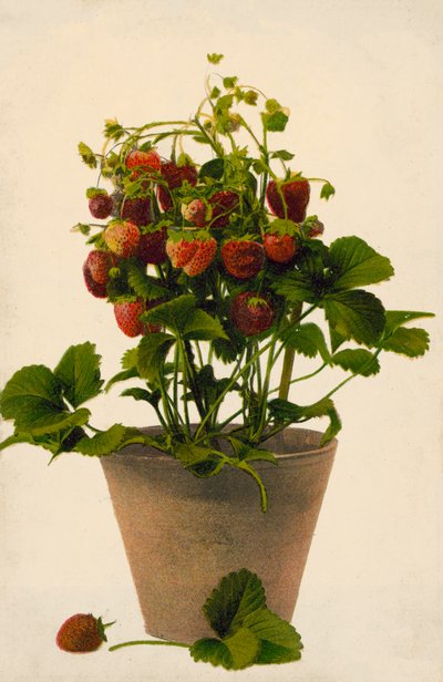 Fragole in vaso (foto a colori) da English Photographer