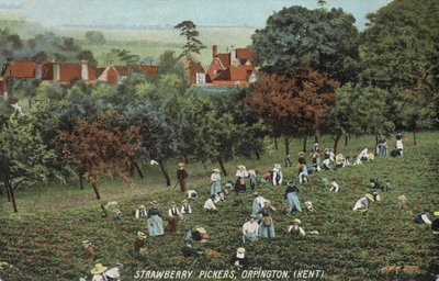 Raccoglitori di fragole nei campi di Orpington, Kent (foto) da English Photographer