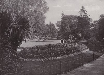 Giardini Sub-Tropicali, Parco di Battersea da English Photographer