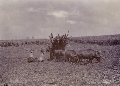Piantagione di zucchero, Barbados, 1880 da English Photographer