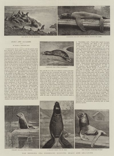 La Disputa sulla Pesca nel Mare di Behring, Foche e Leoni Marini da English Photographer