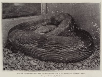 Il boa constrictor dopo aver inghiottito il suo compagno nei giardini della Società Zoologica da English Photographer