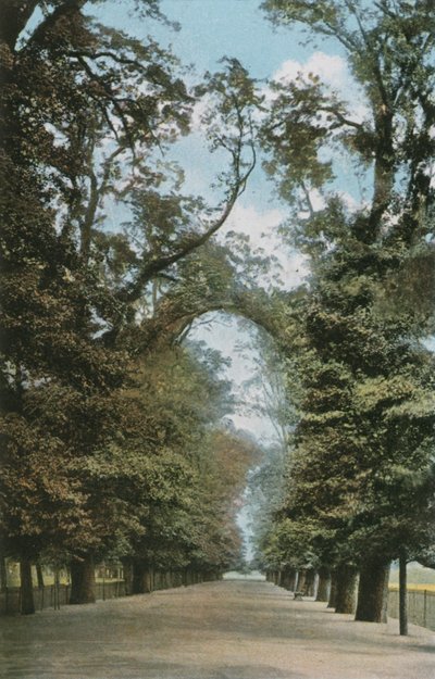 Il Viale Lungo da English Photographer