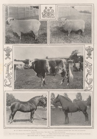 La mostra del bestiame a Cardiff, il vincitore del premio reale e altri da English Photographer