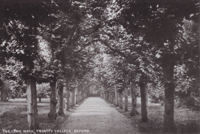 Il Viale dei Tigli, Trinity College, Oxford da English Photographer