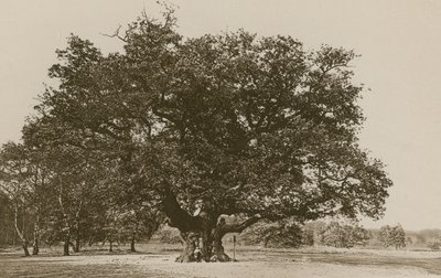 La Grande Quercia, Foresta di Sherwood da English Photographer