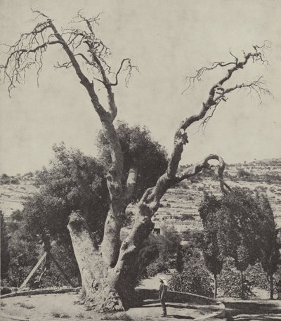 La Quercia di Mamre; Quercia di Abramo, dove Abramo piantò la sua tenda e costruì un altare da English Photographer