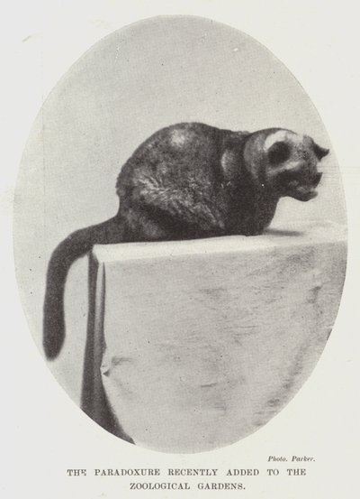 Il Paradoxure recentemente aggiunto ai Giardini Zoologici da English Photographer